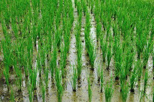 Çeltik ve Kerevit Aynı Tarlada Yetişecek