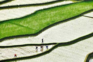 Çin`de Tarım Alanları Koruma Altına Alınıyor