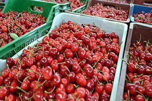 Çinliler Türk Kirazı İçin Geldi