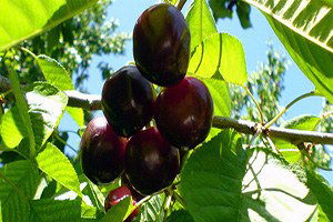 Dalbastı`da Kalite Yükseldi Üreticinin Yüzü Güldü