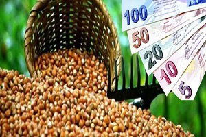 Samsun`a 65 Milyon Liralık Fındık Desteği