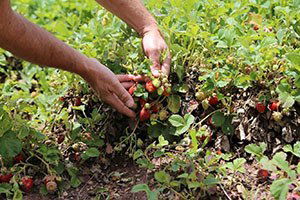 Dolu Yağışı Çilek Tarlalarını Vurdu