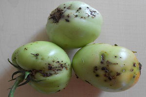 Domates Güvesi`nin Aktif Dönemi Başladı