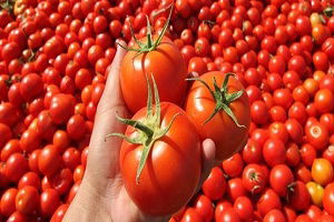 Domates Halde 10 Kuruş, Markette 1,5 Lira