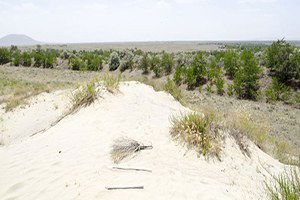Dünyada Tarla, Orman Ve Mera`nın Bir Arada Olduğu Tek Yer
