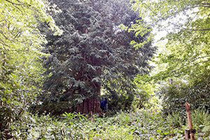 Dünyanın En Yaşlı 5 Ağacından Biri Türkiye`de