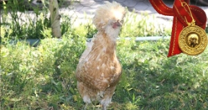 Süs Tavuklarının Yumurtası 30 Liraya Satılıyor