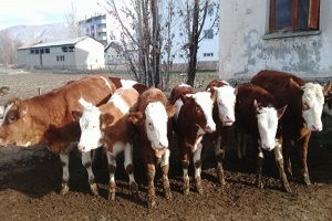 Ege`de Çok Sayıda Hayvan Telef Edildi!