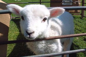 Et Açığı Küçükbaş İle Kapanabilir