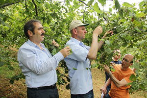 Trabzon`da Da Fındık Rekoltesi Belirleniyor
