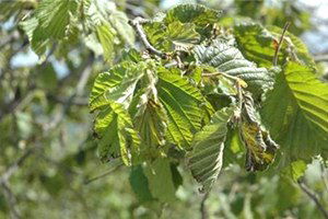 Fındık Rekoltesine Açıklama