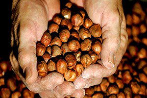 Fındık Destek Ödemeleri Yarın Başlıyor