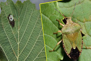 Fındıkta `Yeşil Kokarca` Uyarısı