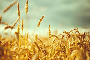 Buğdayda Hasat Töreni Gaziantep`te Yapıldı