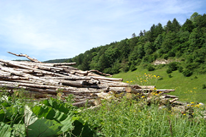 Geleceğin Gıda İhtiyacını `Selüloz` Karşılayacak