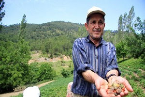 Dağ Çileğini Mayıs Yağmurları Vurdu