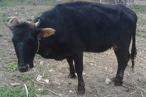 Şap Hastalığı Şüphesi