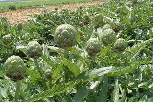 Hasadı Hırsızlar Yaptı