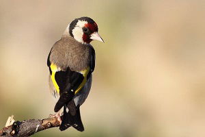 Kuş Kaçakçısına 460 Bin Lira Ceza