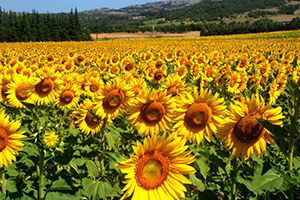 Hayrabolu`da 320 Bin Dekar Ayçiçeği Ekildi