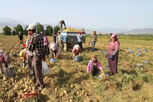 Hem Farelerle, Hemde Sıcak Havayla Mücadele Ediyorlar
