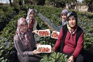 Hibe Desteğiyle Organik Çilek Üretti