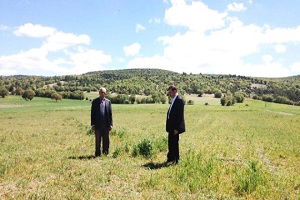 Hisarcık`ta Hububat Ekili Alanlarda Virüs Alarmı