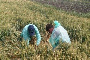 Hububat Ekili Alanlar da Süne Zararlısı Görüldü