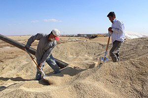 Hububatta Verim Yarı Yarıya Düştü