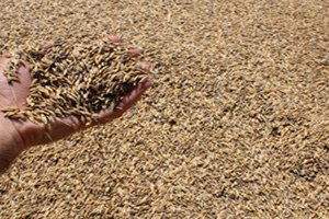 Polatlı`da Yılın İlk Hasadında Rutubet Çıktı