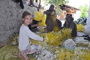 İpekböceği Hasadı Başladı