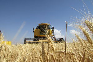 İslahiye`de Buğday Hasadı Başladı