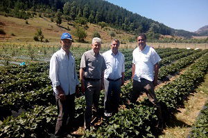 Isparta Çilekte Markalaşma Yolunda