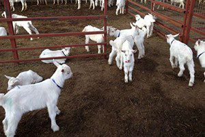 İstanbullu Mimar Keçi Çiftliği Kurdu