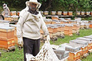 Kastamonulu Arıcılar Bu Sezondan Umutlu