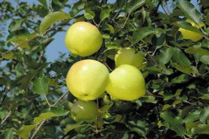 Kavak`da Elma Yetiştiriciliği