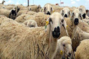 Kayserili Besiciler, 2 Bin Liraya Çoban Bulamıyor