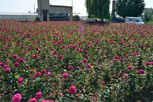 Konya`da Lavanta Ve Gül Üretimi Artırılacak