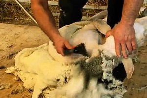 Koyun Kırkma Sezonu Başladı