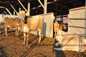 Kütahya`da Şap Karantinası