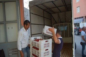 Lapseki`de Kiraz İhracatı