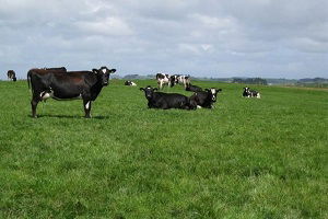 Meralar Islah Ediliyor