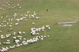 Mera Tecavüzleri Hayvancılığı Bitiriyor