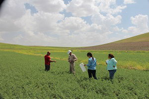 Yozgat`ta Mikrobiyal Gübre İle Ekimi Yapılan Nohut Tarlası İncelendi