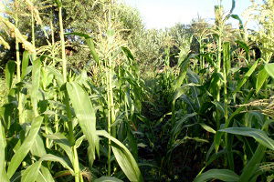 Mısırcılara Müjde