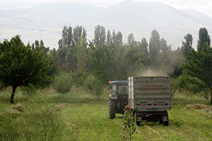 Muş`ta Ot Hasadı Erken Başladı