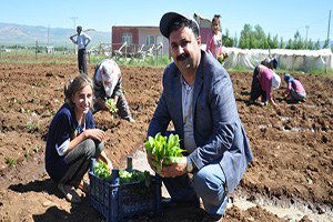 Muş`ta Yılın İlk Tütünü Ekildi