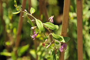Mutluluk Meyvesi` Van`da Üretilecek