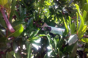 Organik Köyde Biyolojik Mücadele Başlatıldı