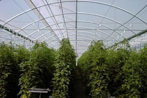 Örtüaltı Üreticilerine Yüzde 75 Hibe Desteği